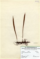 藏品(柳葉劍蕨)的圖片